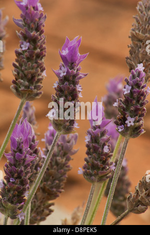 Lavendel Blumen in einem Garten Stockfoto