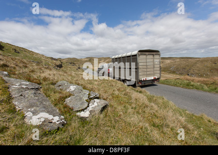 Die Berge rund um Teifi Pools (Llynnoedd Teifi) in der Nähe von Tregaron Schafe durch Anhänger ansteuern Stockfoto