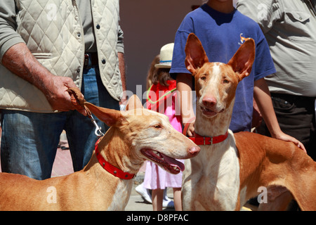 Porträt der ibizenkischen Jagdhunde - Podenco-in einem Land fair, Ibiza, Spanien Stockfoto