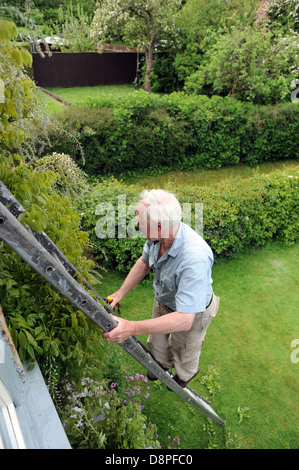 Ältere Mann Befestigung Glyzinien und Gartenarbeit eine Leiter in seinem Garten zu Hause. Stockfoto