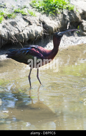 Glossy Ibis oder Plegadis Falcinellus Trinkwasser bei Sonnenschein am Ufer Stockfoto