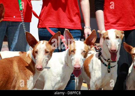 Porträt der ibizenkischen Jagdhunde - Podenco-in einem Land fair, Ibiza, Spanien Stockfoto