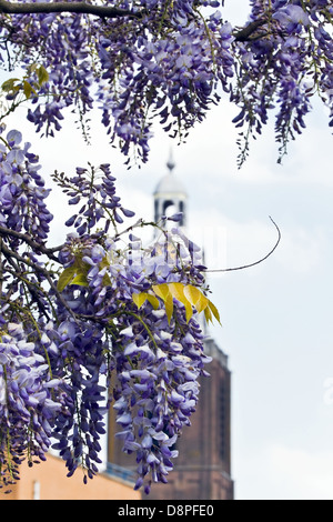 Wisteria Sinensis Blumen blühen im Frühjahr mit Kirchturm im Hintergrund Stockfoto