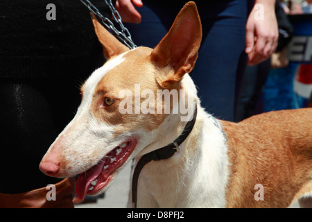 Porträt von ibizenkische Jagdhund - Podenco-Jahrmarkt, Ibiza, Spanien Stockfoto