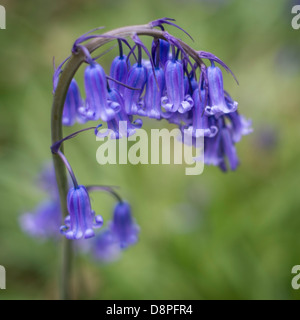 Nahaufnahme des wilden blauen Glockenblumen. Stockfoto