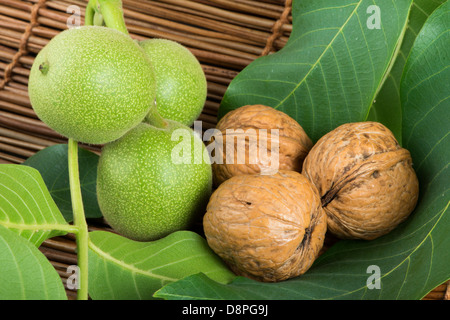 Grüne und Reife Walnüsse. Walnuss Blätter Stockfoto