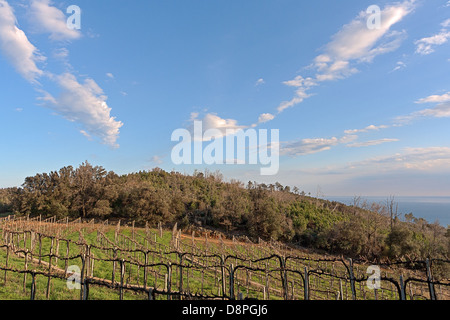 Weinberg über dem Meer, einem wunderschönen Himmel in "Riviera Delle Palme" in der Nähe von Savona auf Manie Stockfoto