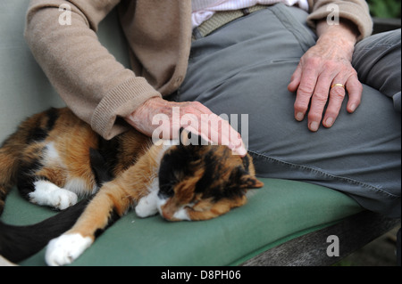 Ältere Dame mit arthritischen Händen streichelte ihr Haustieren Katze im Garten zu Hause. Stockfoto