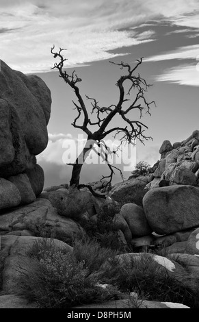 Knorrigen Haken in den Felsen am Joshua Tree NP, schwarz und weiß Stockfoto