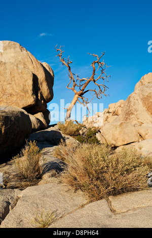 Knorrigen Haken in den Felsen, Joshua Tree Nationalpark, Kalifornien Stockfoto