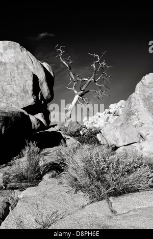 Knorrigen Haken in den Felsen, Joshua Tree National Park, CA, schwarz und weiß Stockfoto