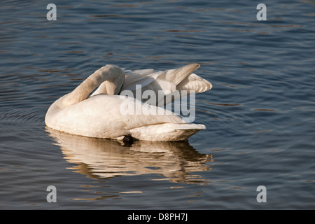 Trompeter Schwan auf dem Wasser Stockfoto