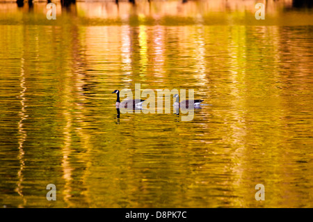 Zwei kanadische Gänse auf einen späten Nachmittagssonne reflektiert Stream in Virginia Stockfoto