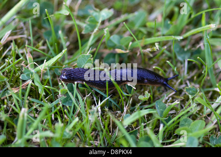 Verletzten Slug in den Rasen terrestrischen Gastropode Molluske Stockfoto