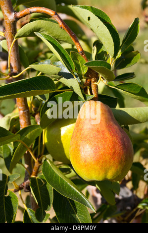 Eine frische reife Bartlett Birne auf dem Baum abholbereit Stockfoto