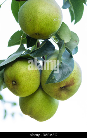 Frische Bartlett Birnen wachsen in den Birnengarten Stockfoto