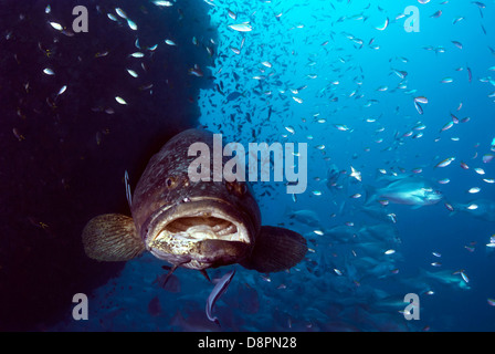 Riesen-Zackenbarsch Epinephelus Lanceolatus mit Riff-Fischen am SS Yongala Wrack, Great Barrier Reef und Coral Sea, Queensland, Australien Stockfoto