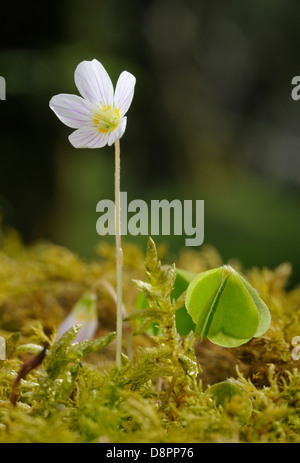 Sauerklee - Oxalis Acetosella Blume und Blatt in Moos dunklen Wald Hintergrund Stockfoto