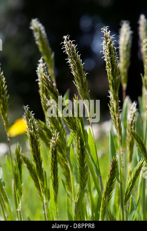 Vernal Süßgras, Anthoxanthum Odoratum, Blüte Stockfoto