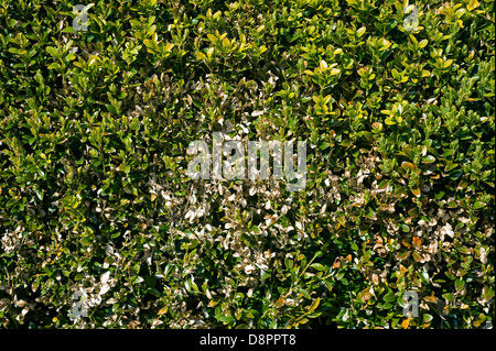 Box und Knollenfäule, Cylindrocladiumn her, Schäden an Buxus Sempervirens Parterre Hecke Stockfoto