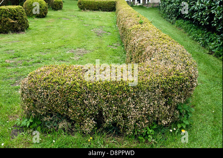 Box Blight, cylindrocladiumn buxicola, Schäden an buxus sempervirens parterre Hedge Stockfoto