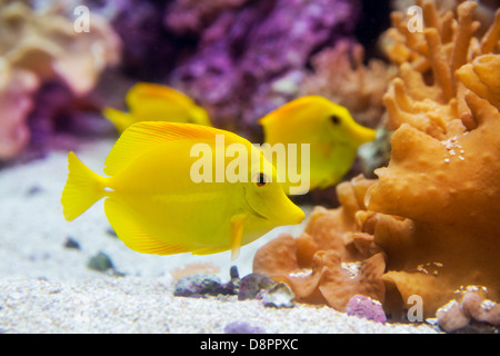 gelbe Tang Fisch Zebrasoma Flavesenes auf künstliches Riff Stockfoto