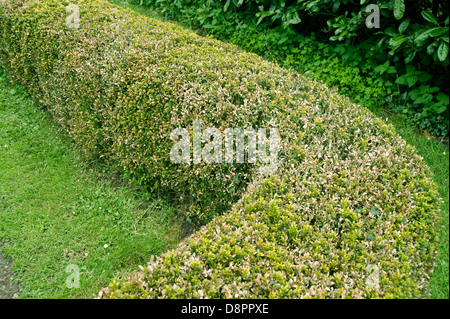 Box und Knollenfäule, Cylindrocladiumn her, Schäden an Buxus Sempervirens Parterre Hecke Stockfoto