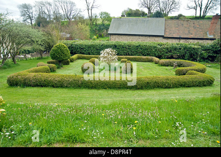 Box und Knollenfäule, Cylindrocladiumn her, Schäden an Buxus Sempervirens Parterre Hecke Stockfoto