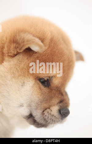 Shiba inu Stockfoto