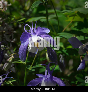 blaue Akelei Blumen im Garten siehe auch FXT1T9 Stockfoto