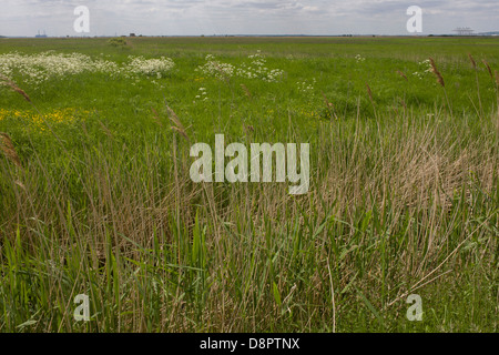 Ungestörte ländliche Landschaft von Feldern und Feuchtgebiete in der Nähe von Halstow auf die Kent Themse-Mündung Sümpfe, potenziell bedroht von einer zukünftigen Flughafen London-Mündung. Stockfoto