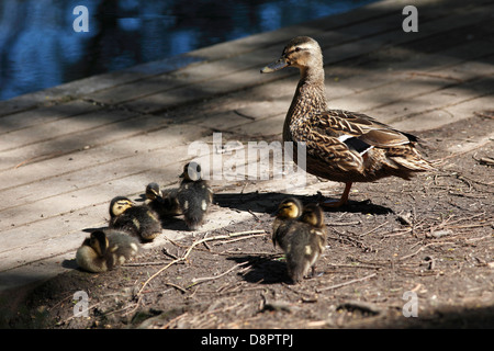 Henne Mallard Ente mit Küken ruht in Sonne Milton Landschaftspark Cambridgeshire Stockfoto