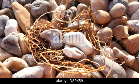 Ein Kiesel-Nest aus getrockneten Algen an einem Kiesstrand in Brighton, England hergestellt. Stockfoto