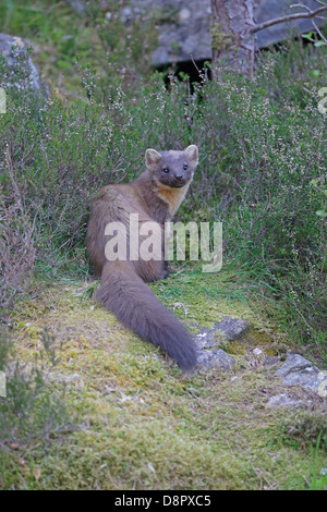 Baummarder auf moosigen Ufer Stockfoto