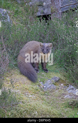 Baummarder auf moosigen Ufer Stockfoto