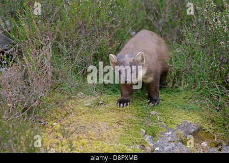 Baummarder auf einem moosigen Ufer zeigt seine Krallen Stockfoto