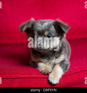 Chihuahua graue Langhaar Welpe Hund sitzt auf der roten Couch entspannt Porträt Stockfoto