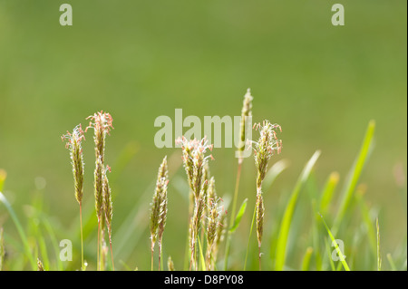 Mehrjährige Rasen Feld Wiese Fuchsschwanz Blütenköpfchen Kopf in Folge Stockfoto