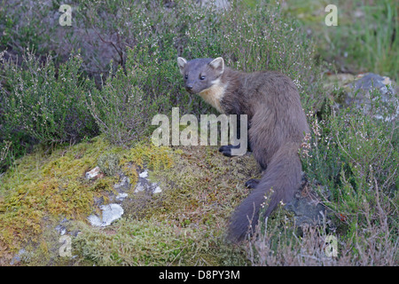 Baummarder auf moosigen Ufer Stockfoto