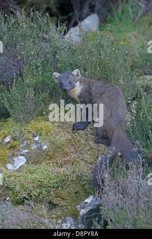 Wilde Baummarder auf moosigen Ufer Stockfoto