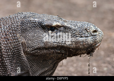 Komodo Dragon in Nahaufnahme Stockfoto