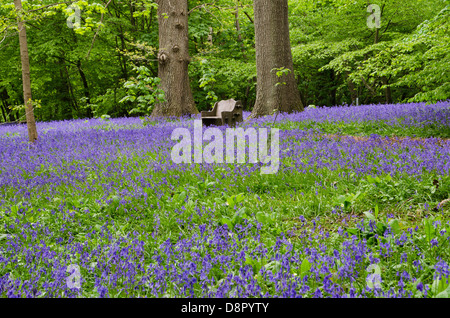 Bluebell Hölzer in Kent. UK Stockfoto