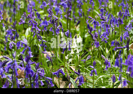 Englische Glockenblumen Nahaufnahme, Hyacinthoides Nonscripta, mit einem weiß Stockfoto