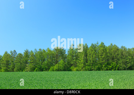 Wiesen und Himmel mit Wolken, Hokkaido Stockfoto