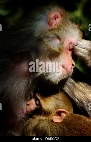 erbittert Affe Stockfoto