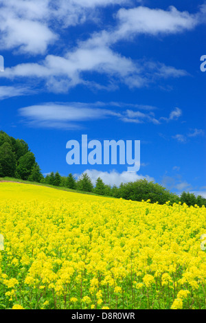 Feld-Senf und Himmel mit Wolken, Hokkaido Stockfoto