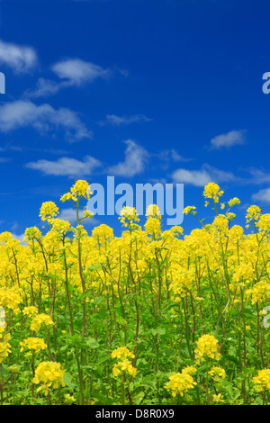 Feld-Senf und Himmel mit Wolken, Hokkaido Stockfoto