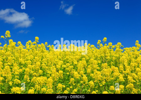 Feld-Senf und Himmel mit Wolken, Hokkaido Stockfoto