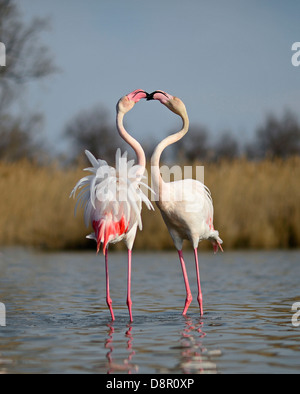 Größere Flamingos Phoenicopterus Roseus zwei Männchen sparring im Frühling Camargue-Frankreich Stockfoto