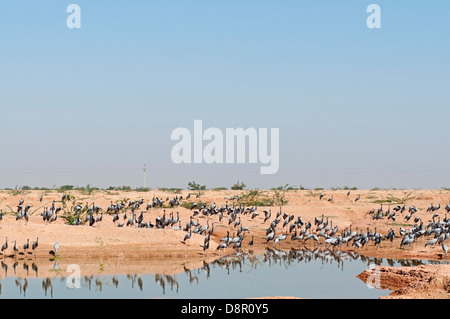 Demoiselle Kran Anthropoides Virgo in Kichan in Thar Wüste Rajasthan Indien November Stockfoto